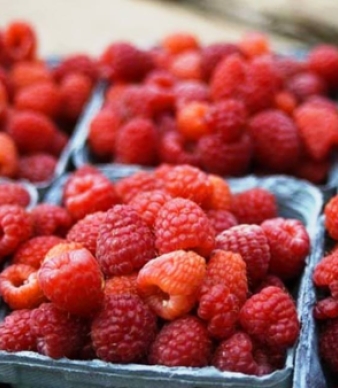 Easy Pickin's Orchard